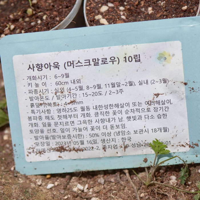 사향아욱