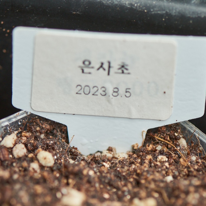 은사초