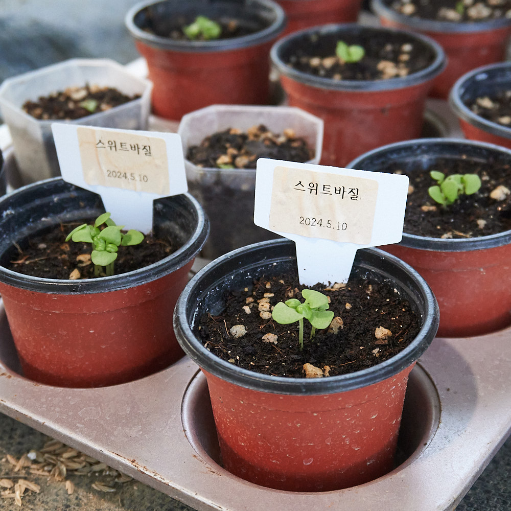 스위트바질